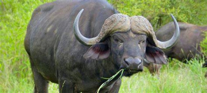 African buffalo African buffalo