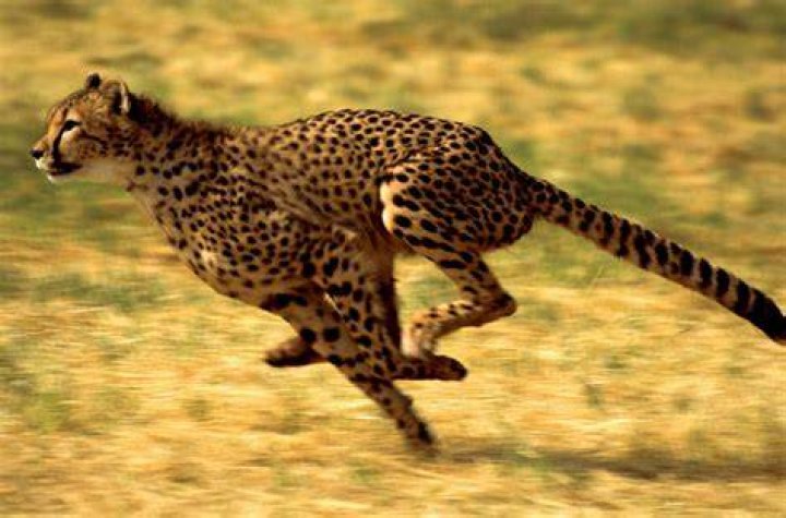Cheetah running Cheetah running