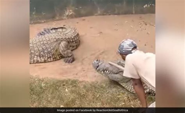 Crocodile attack/Crocodile attacks Africa Crocodile attack/Crocodile attacks Africa
