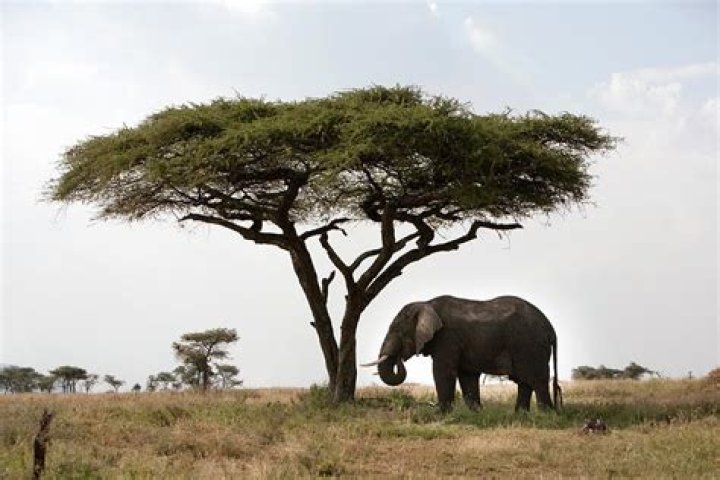 Elephant near tree Elephant near tree