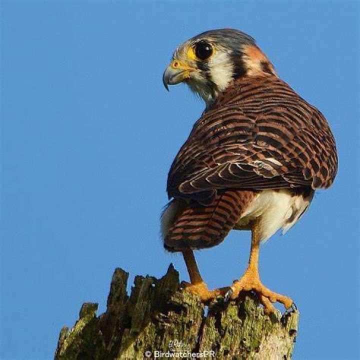 Falco