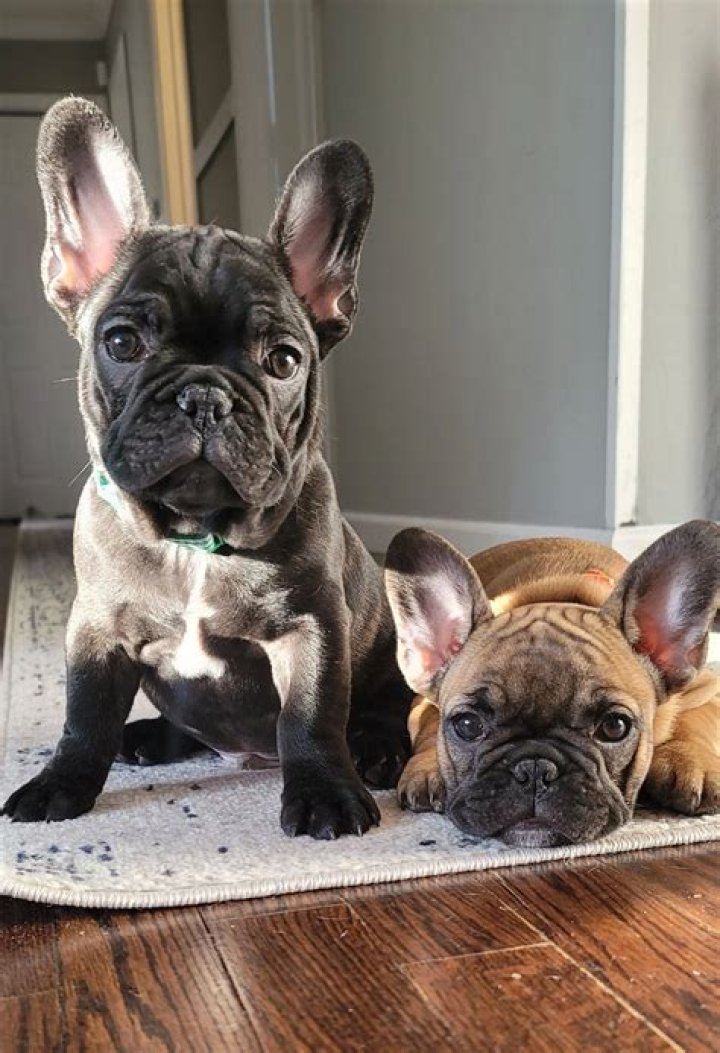 Frenchie