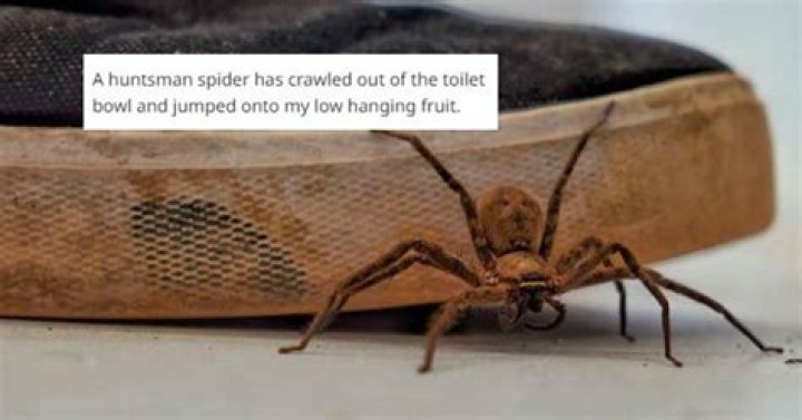 Guy Gets Surprised by Spider While Dropping a Deuce at Work and All Hell Breaks Loose