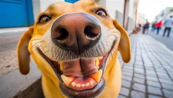 Happy dogs faces