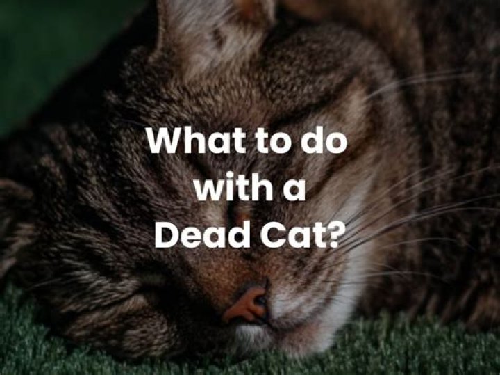 Jr Cat- Dead You A Go Dead (Shottas Soundtrack) MARCH 2013 - soundtrack shottas hermanos en el crimen