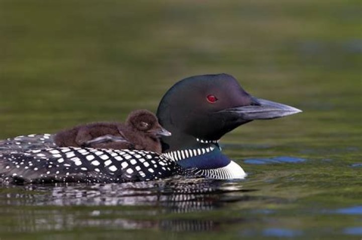 Loon
