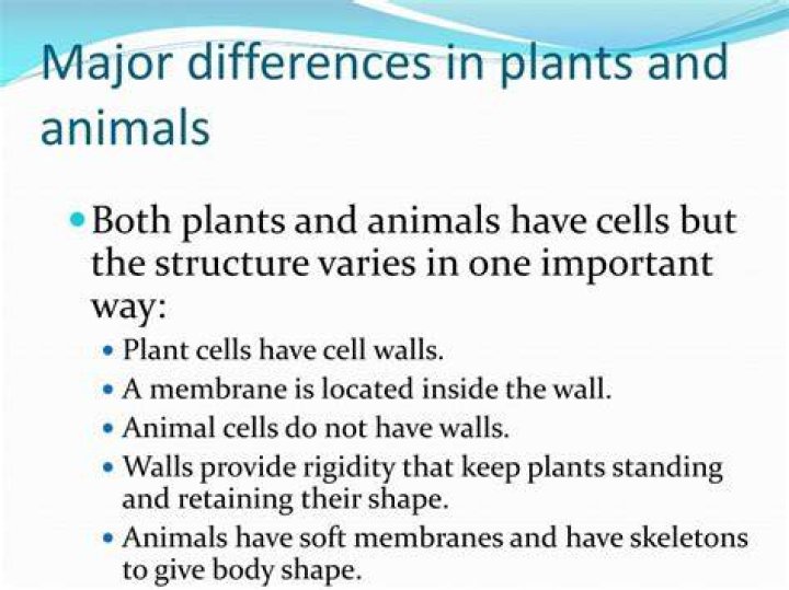 Major differences between plants and animals