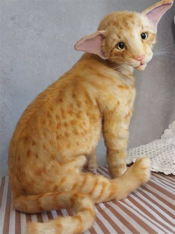 Nuri the Cat