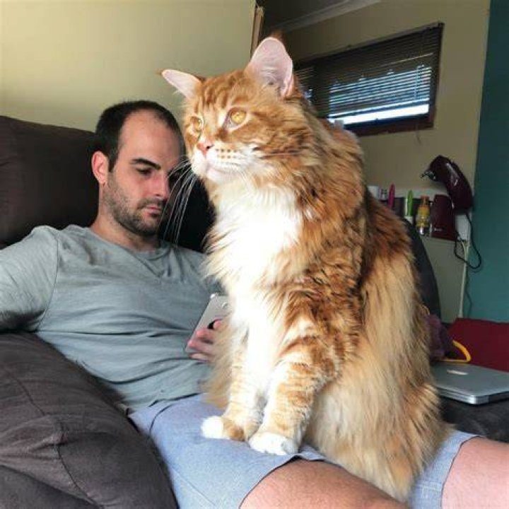 Omar the Maine Coon