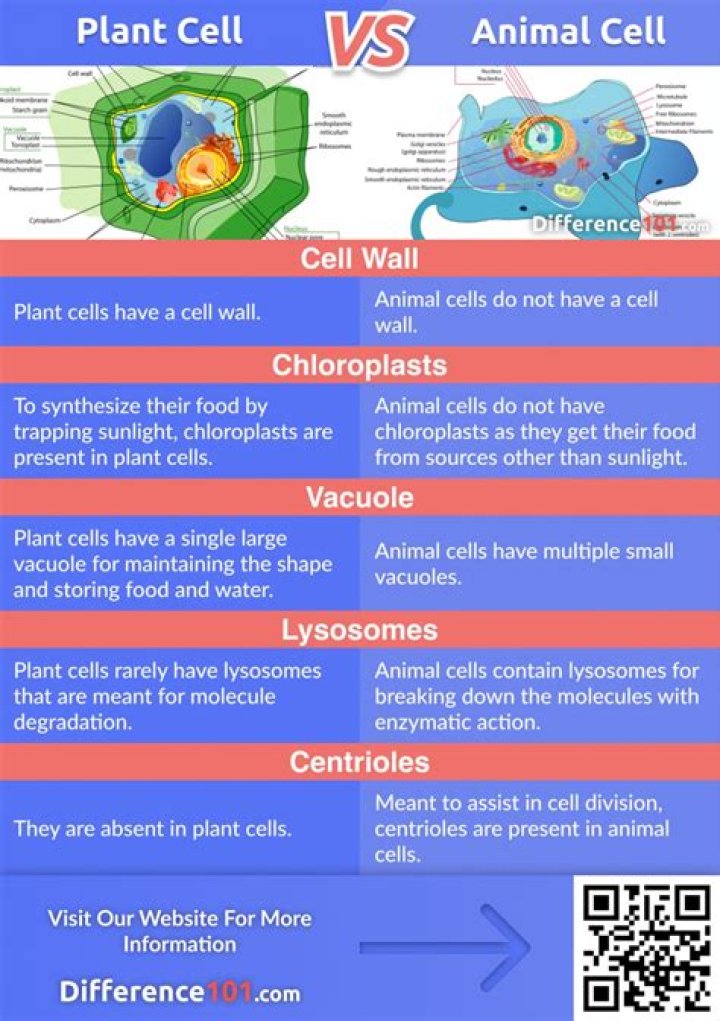 Plant and animal cell difference Plant and animal cell difference