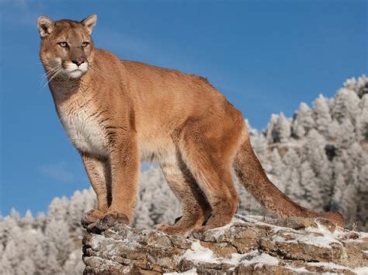 puma's impact in the athletic apparel industry puma's impact in the athletic apparel industry
